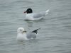 Ring-billed Gull at Westcliff Seafront (Steve Arlow) (61837 bytes)
